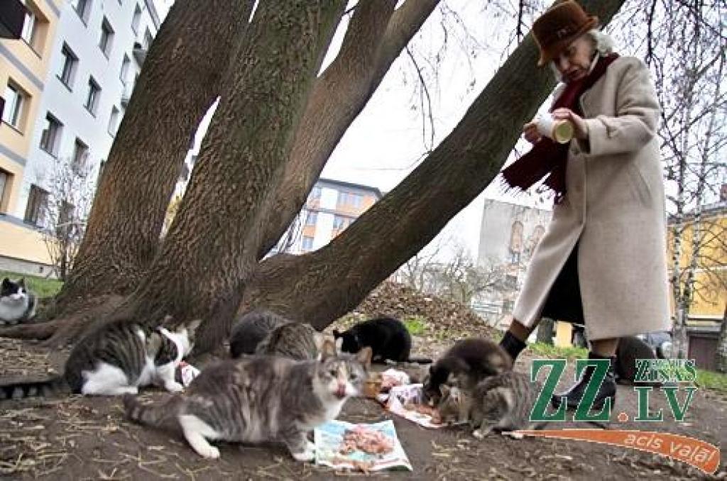 Pret pagrabu lodziņu aizrestošanu nolēmušas cīnīties dzīvnieku barotājas.
Autors: Agris Samcovs