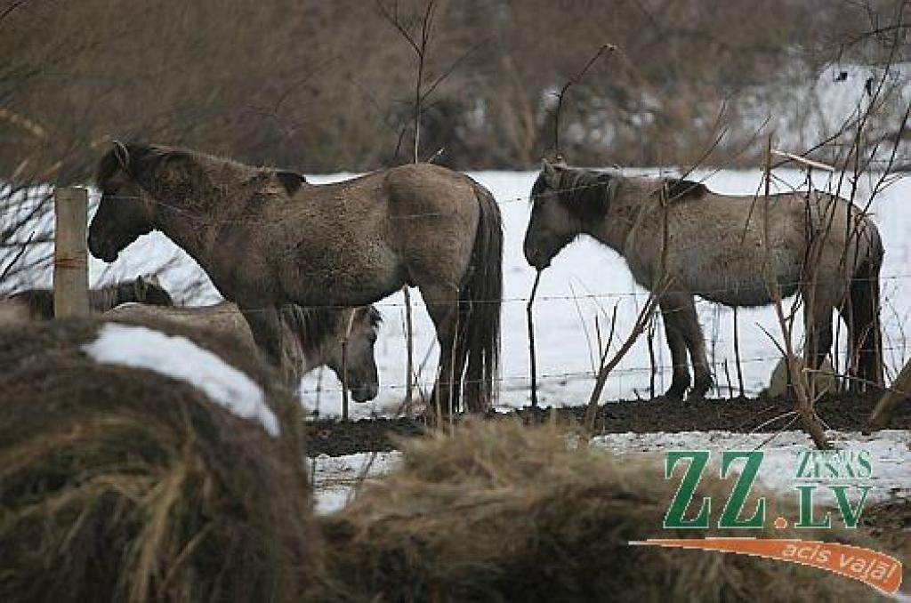 Autors: no ZZ arhīva