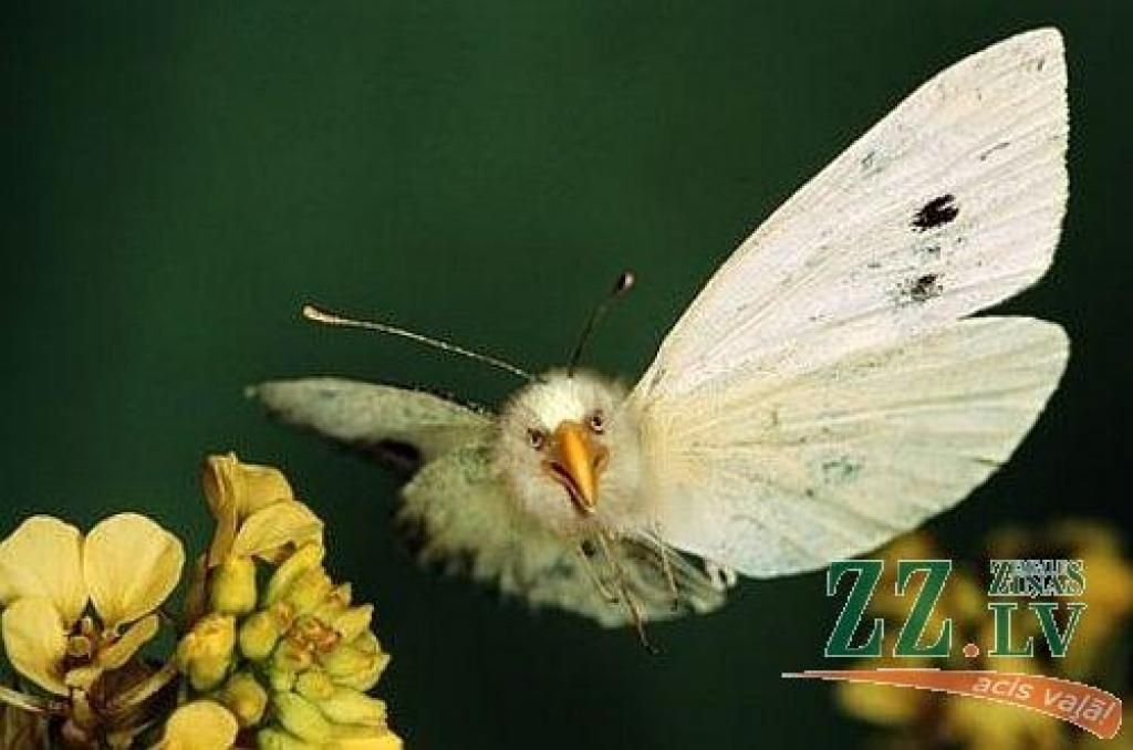 Autors: Kolāža: Mundo / photoshoppix.com