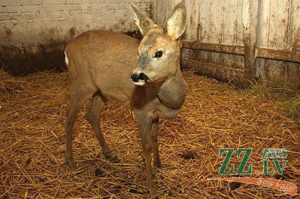 Autors: Agris Samcovs