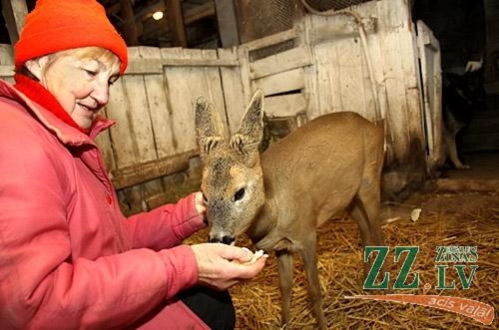 Sērsna liek iet palīgā meža zvēriem.
Autors: Agris Samcovs