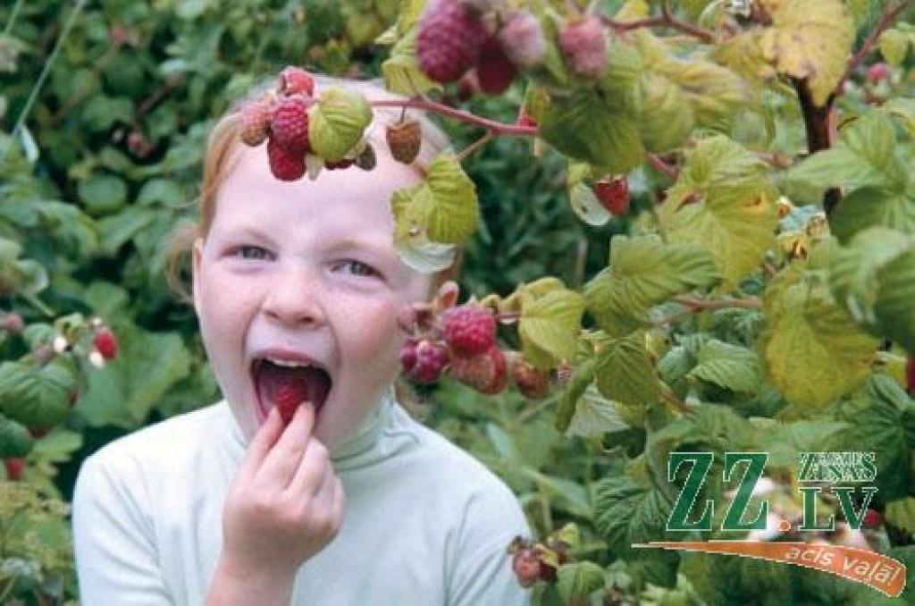Remontantās avenes (ražo rudenī līdz salam) pēdējos gados kļuvušas ļoti populāras. Sākumā gan daudzus pievīla ārzemju šķirnes – izstādēs vēlā rudenī tās izskatījās kārdinošas ar ogu pilniem ķekariem, taču dārzā izrādījās, ka līdz salnām spēj vien uzziedēt, bet neienākas. Tagad pieejamas arī mūsu apstākļiem piemērotākas šķirnes, kuru ogas ēdamas jau septembrī, oktobrī.