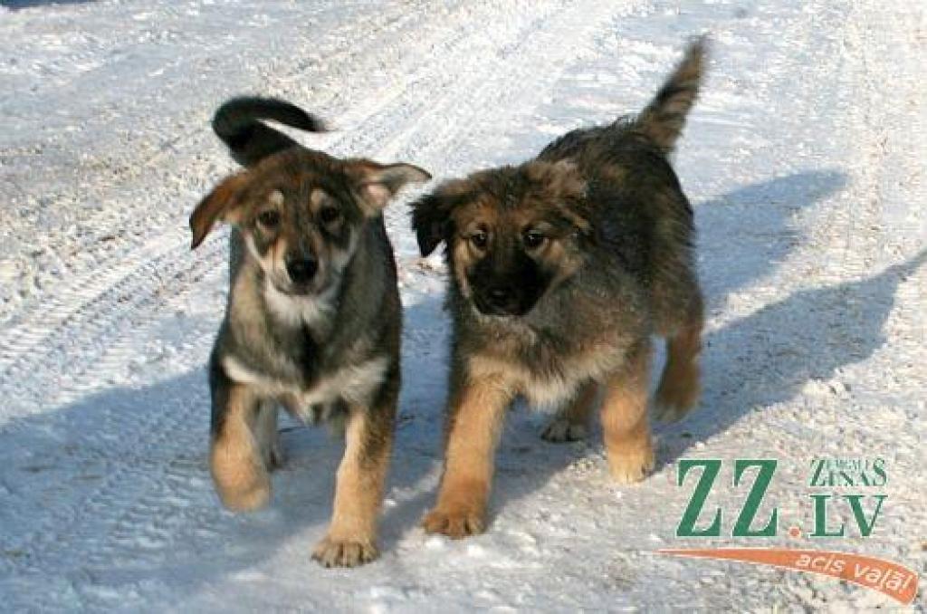 Autors: no ZZ arhīva