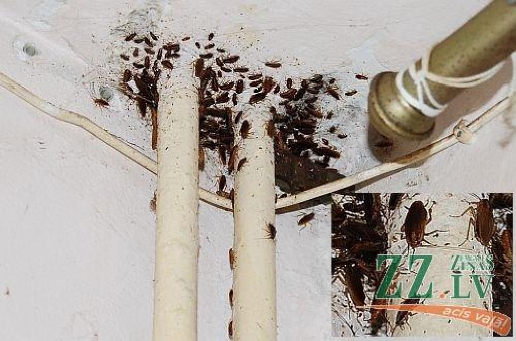 Autors: Sergejs Ņevoļskis