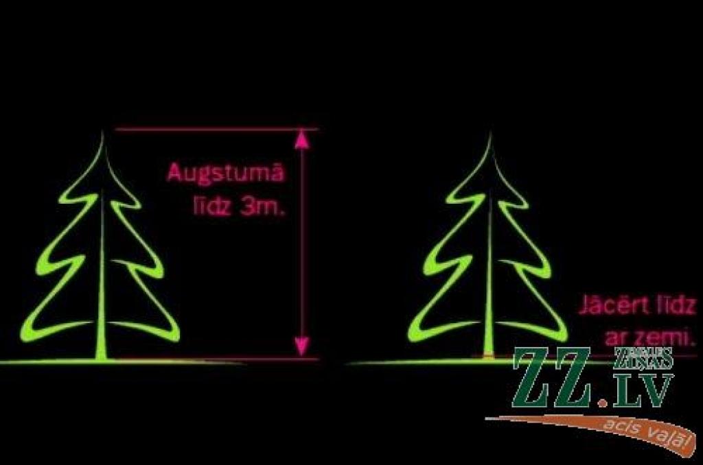 Autors: AS «Latvijas valsts meži»
