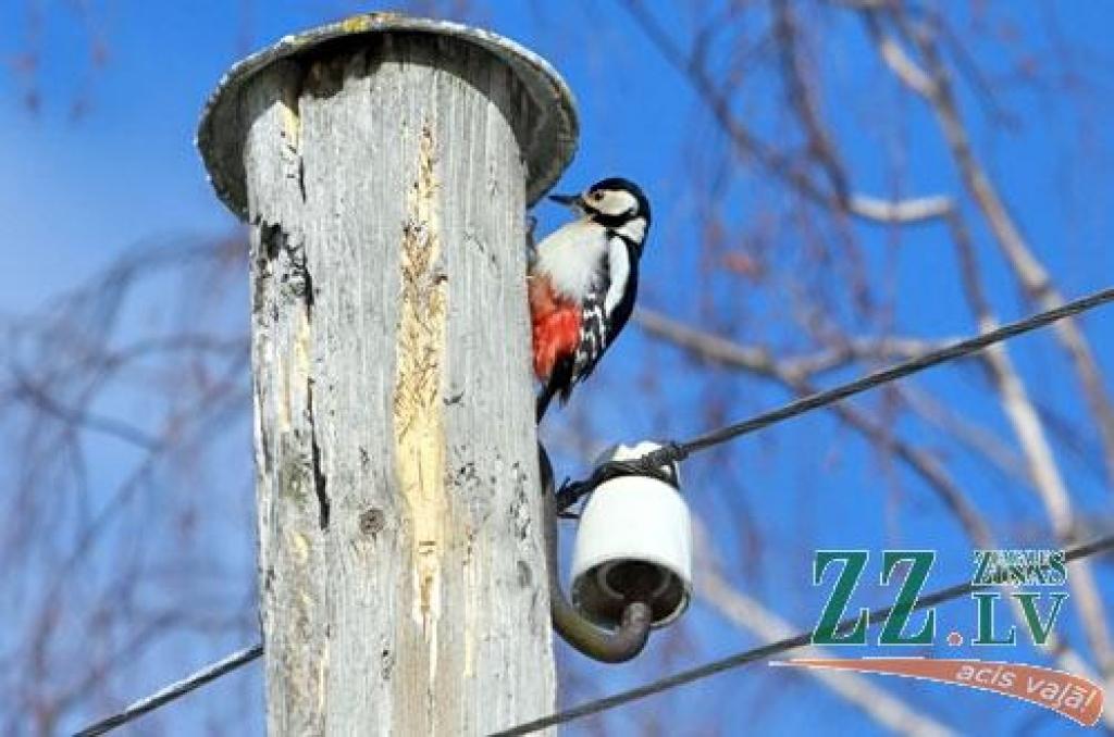 Autors: no ZZ arhīva