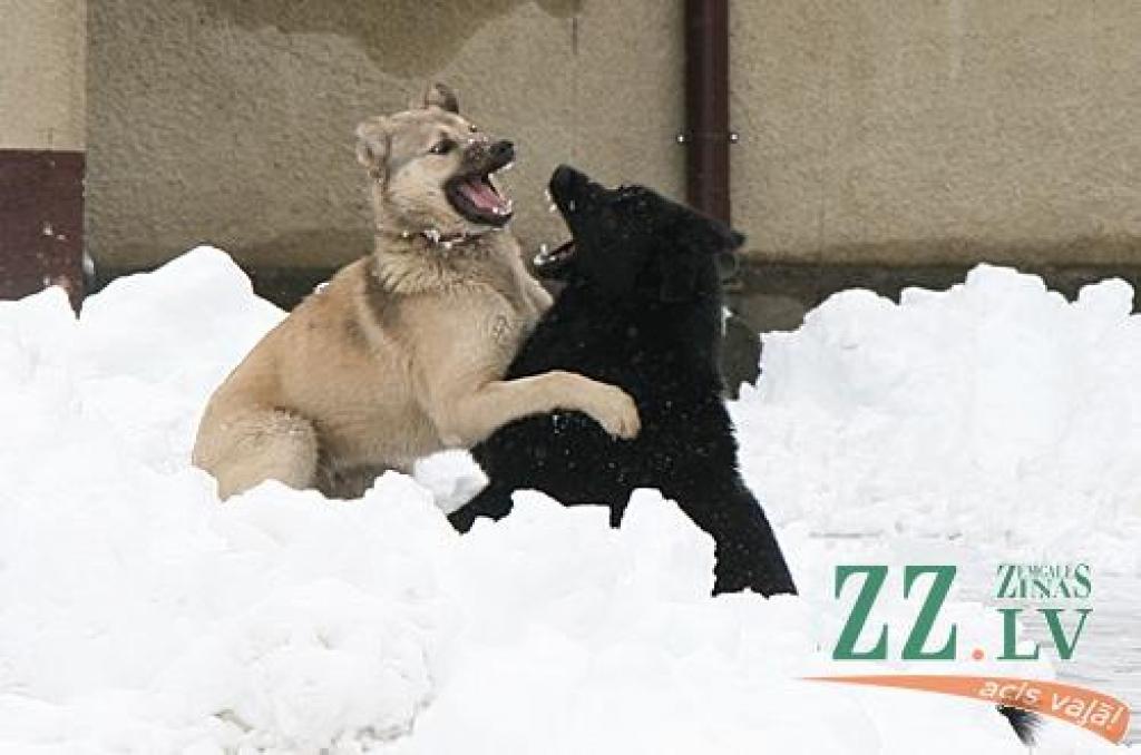 Autors: no ZZ arhīva