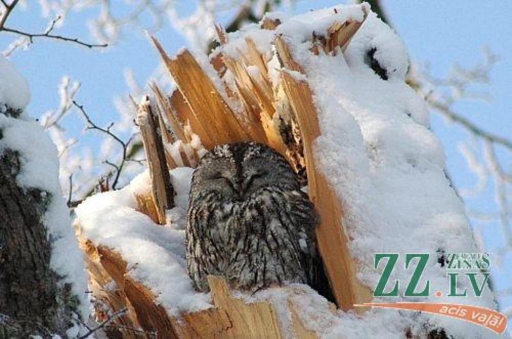 Autors: Andris Avotiņš