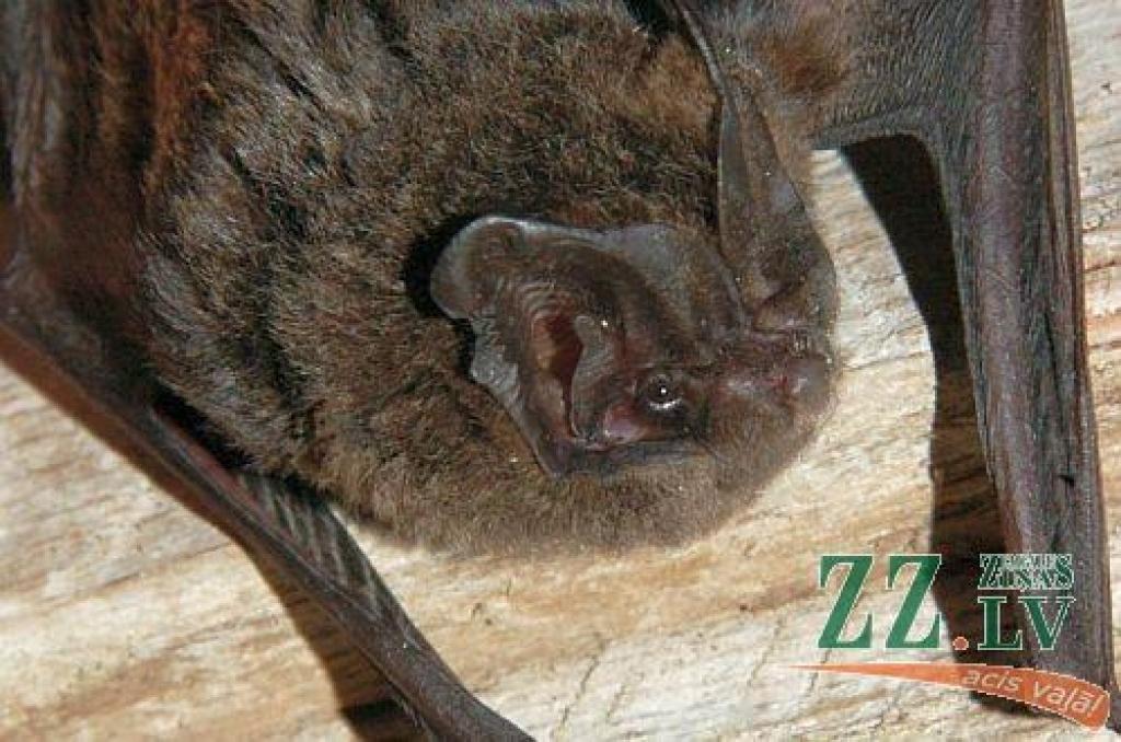 Autors: no Latvijas Dabas muzeja arhīva