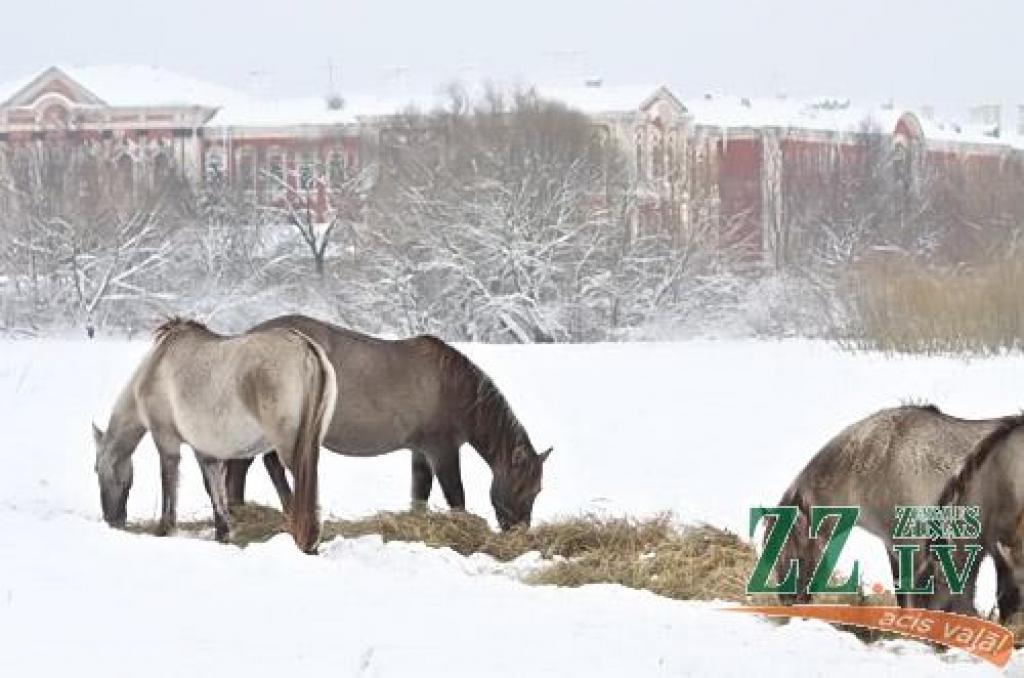 Autors: Agris Samcovs