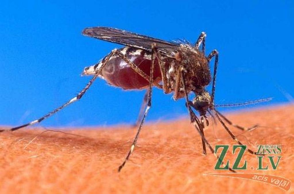 Autors: no http://herbalinsectrepellent.com