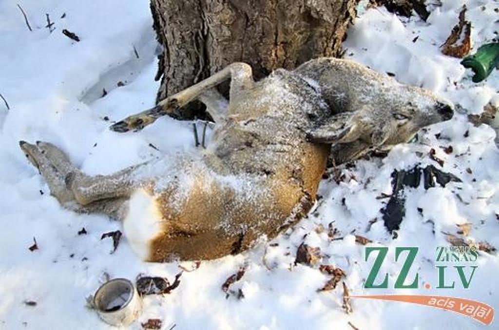 Platones skolas skolnieks Roberts Vīksna no Smedēniem teic, ka  šoziem pie mājām ne vienreiz vien dzirdēti šāvieni, ko pavada sniega motocikla motora rūkoņa. Vakar pēcpusdienā māju pagalmā tika atrastas divas nāvīgi ievainotas stirnas, bet šorīt vēl viena.
Autors: Agris Samcovs