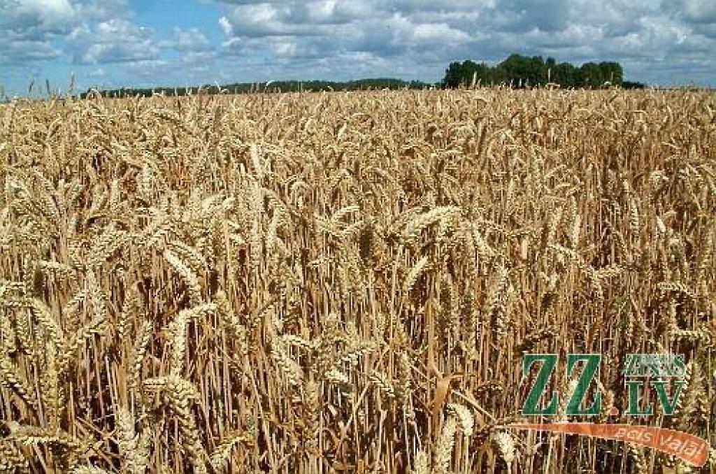 Autors: no ZZ arhīva