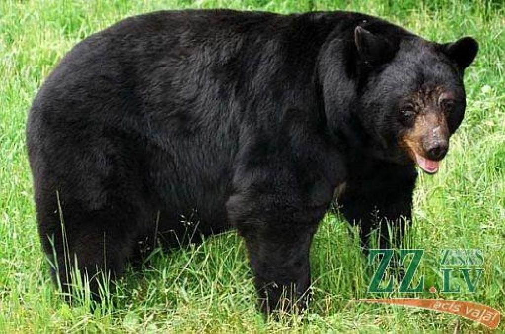 Amerikas melnais lācis (Ursus americanus).
Autors: no www.bearsforever.org