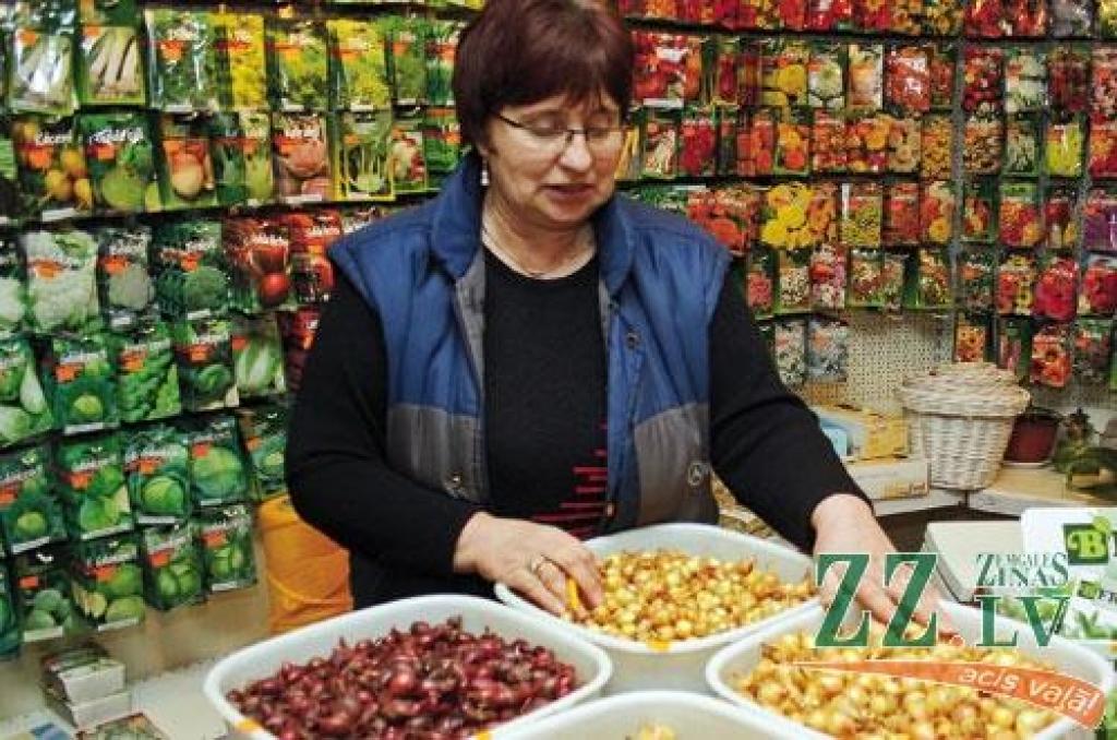 Agronome Daina Rajecka stāsta, ka sēklu veikalā patlaban ejošākā prece ir sīksīpoliņi, kas stādāmi gan tikai pavasarī dārzā. Loku audzēšanai pašlaik var stādīt 'Stutgarten Riesen'. 
Autors: Agris Samcovs