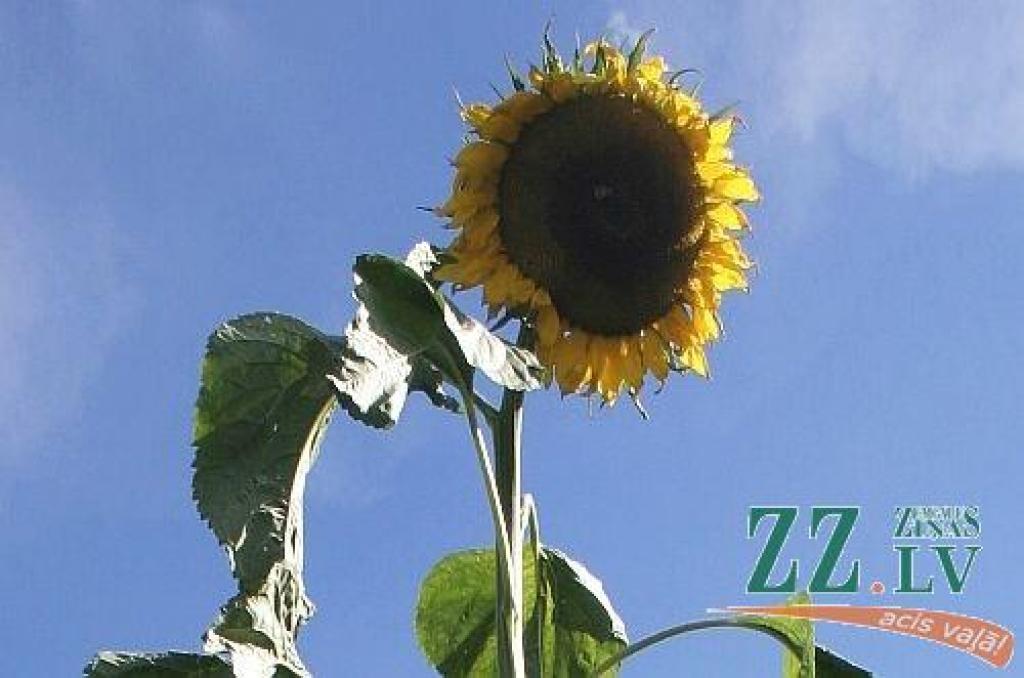 Autors: no ZZ arhīva