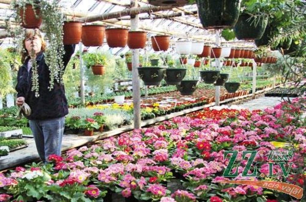 Ačgārni būtu domāt, ka vienā reizē iedota stipra mēslojuma koncentrācija jūsu telpaugus pāris dienās mudinās sasparoties straujai augšanai. Pavasara sākumā barības vielas laistāmajam ūdenim pievieno pavisam vājā koncentrācijā (0,1 procents), ik pēc trim četrām nedēļām devu palielinot. Ja puķes aug pilnvērtīgā mālainā dārza augsnē, tad mākslīgais mēslojums pievienojams tikai reizi mēnesī, bet «nabadzīgas» kūdras substrātā barības vielu nav, tādēļ tās ūdenim pievieno vismaz reizi nedēļā. 
Autors: Agris Samcovs 