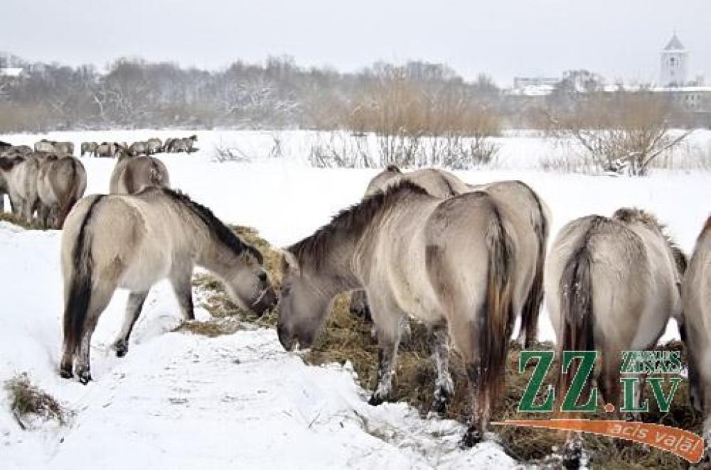 Autors: no ZZ arhīva