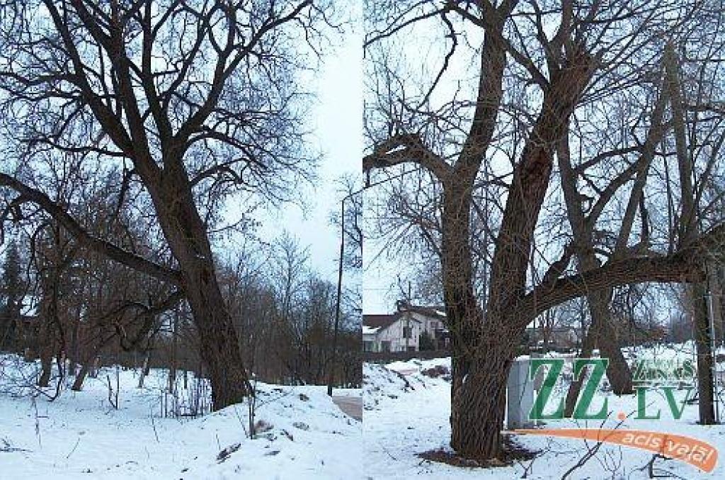 Autors: no JPPA «Pilsētsaimniecība» arhīva / www.pilsetsaimnieciba.lv