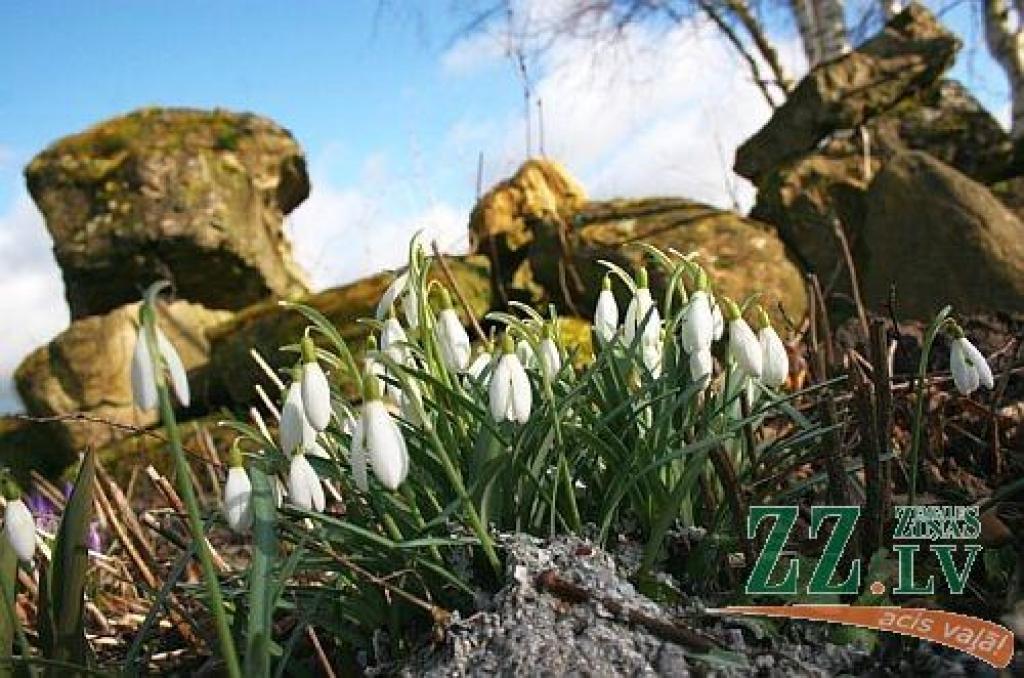 Autors: no ZZ arhīva