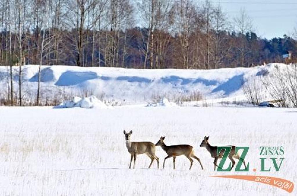 Autors: no ZZ arhīva