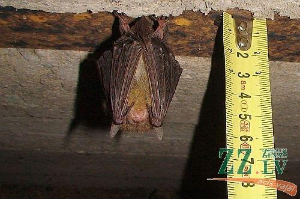 Garausainais sikspārnis.
Autors: Daina Zviedre