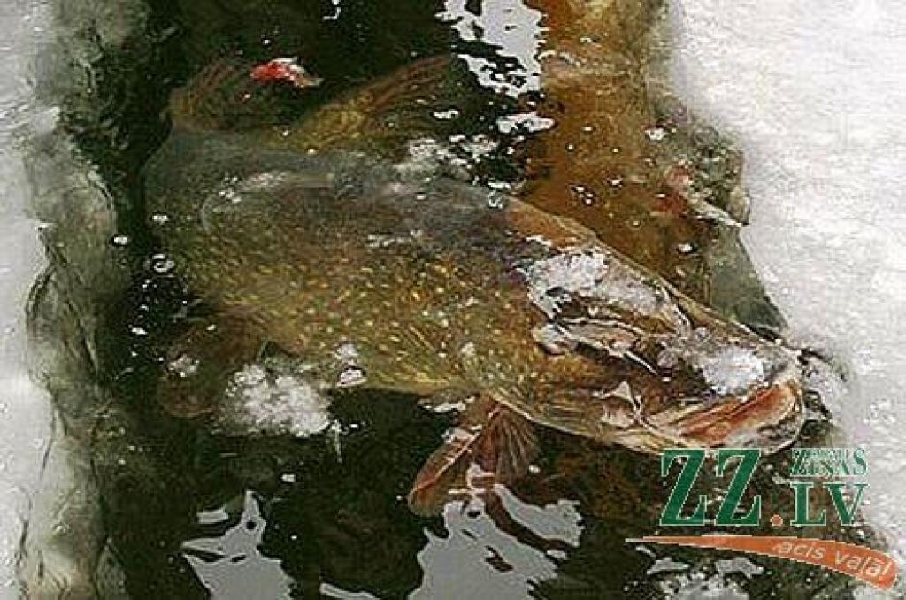 Āļiņģi Bižas ezerā Rāznas nacionālajā parkā.
Autors: Rolands Kalvis