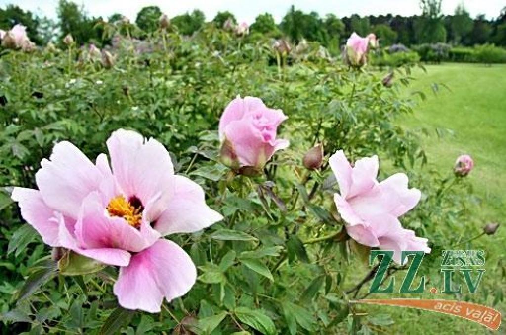 Autors: no ZZ arhīva