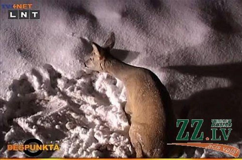 Autors: ekrānšāviņš no tvnet.lv