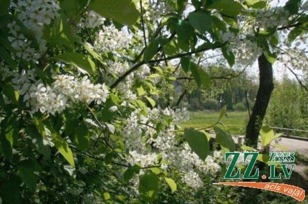 Autors: no ZZ arhīva