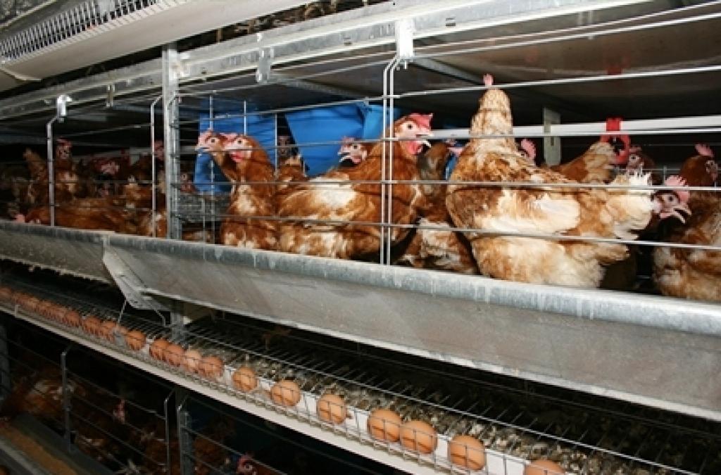 Autors: no www.balticovo.lv