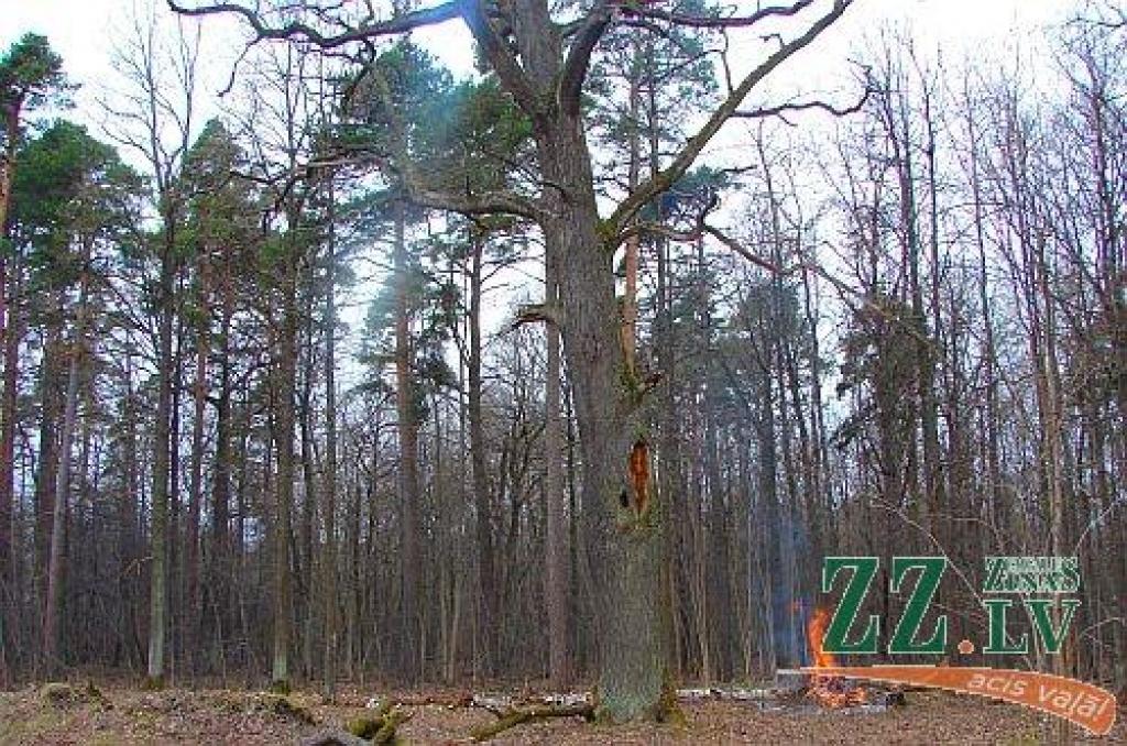 Autors: Jānis Vilks