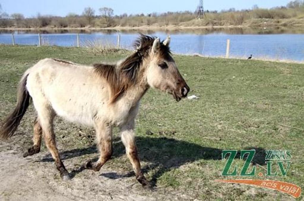 Autors: Agris Samcovs