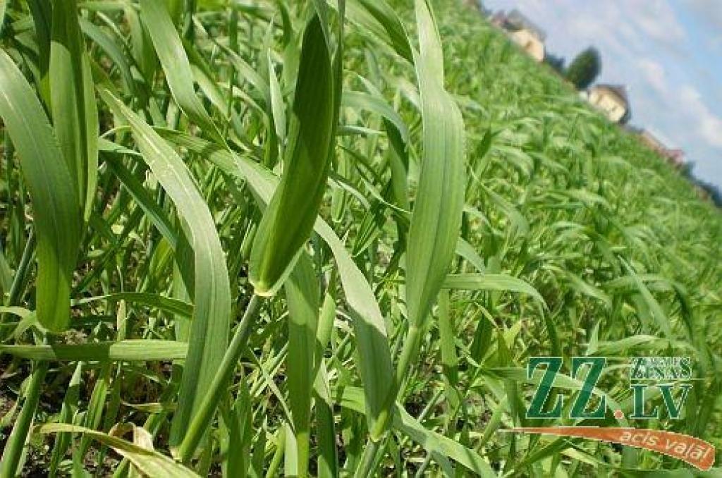 Autors: Edgars Kupčs