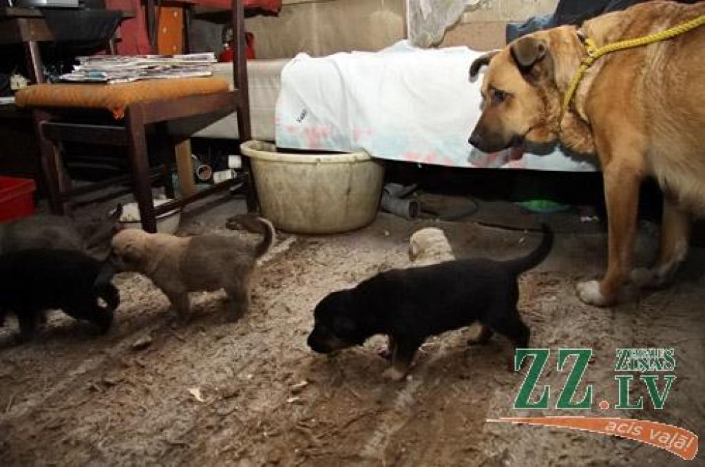 Autors: Agris Samcovs