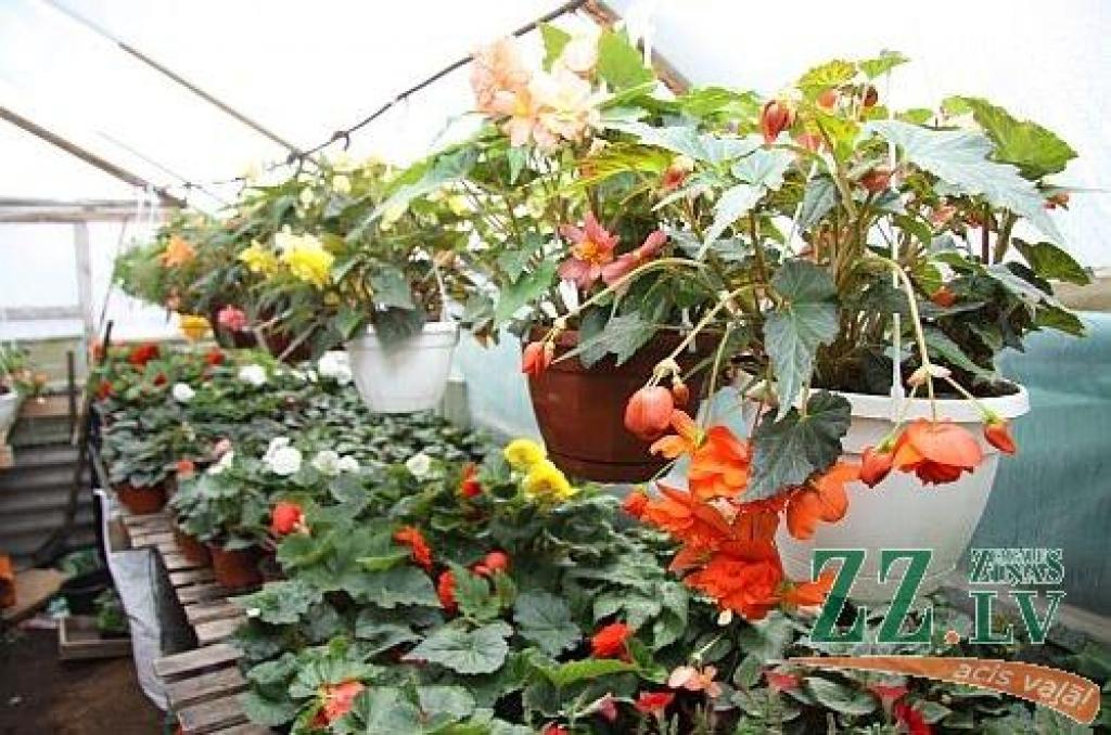 Autors: Agris Samcovs