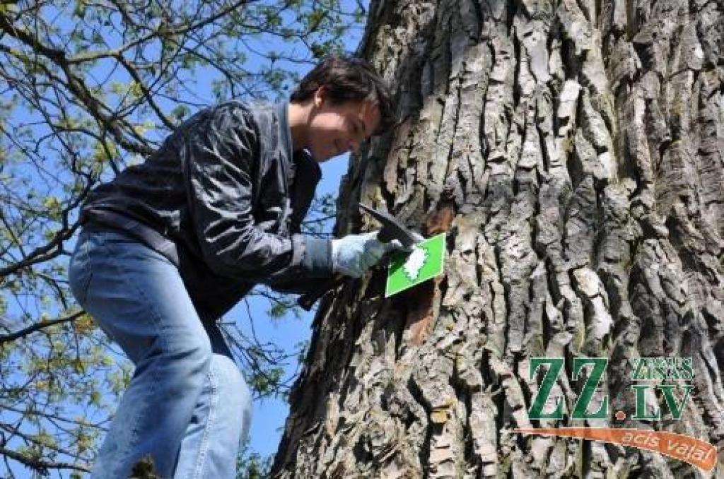 Autors: Dace Kaņepone