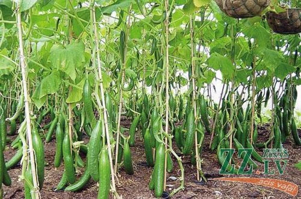 Bažām, ka ražā būs augsts nitrātu saturs, nav pamata, ja rīkojas atbilstoši mēslošanas līdzekļa instrukcijai. Gurķu izskatu un garšu vairāk ietekmē barības elementu trūkums, nevis pārbagātība. 