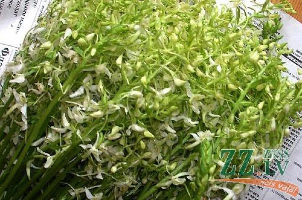 Naktsvijoles.
Autors: Dabas aizsardzības pārvalde