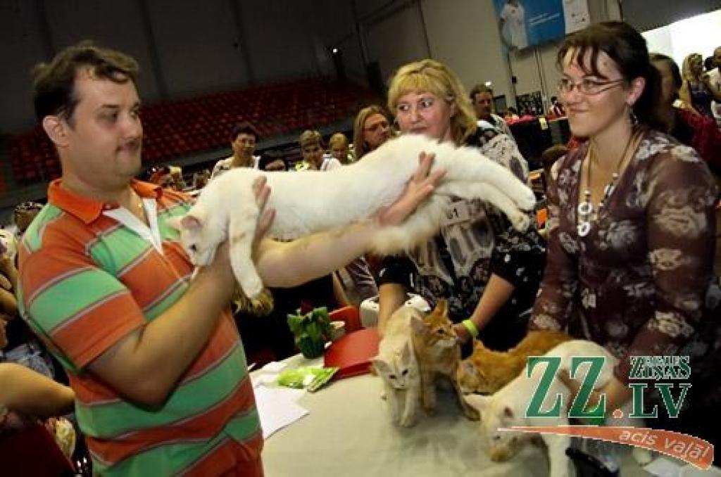 Svētdien Jelgavā turpināsies starptautiska kaķu izstāde «Jelgavas kaķis», kurā savu simpātiju izraudzīsies arī skatītāji.
Pasākuma iniciatori ir kaķu mīļotāju klubs «Rebuss», ar kura starpniecību izstādē piedalāš vairāk nekā 300 dažādu...