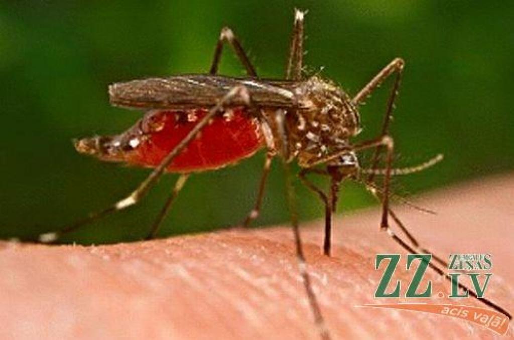 Autors: no www.todayifoundout.com