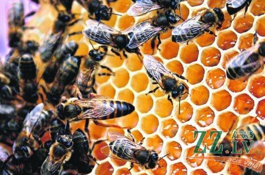 Autors: No ZZ arhīva