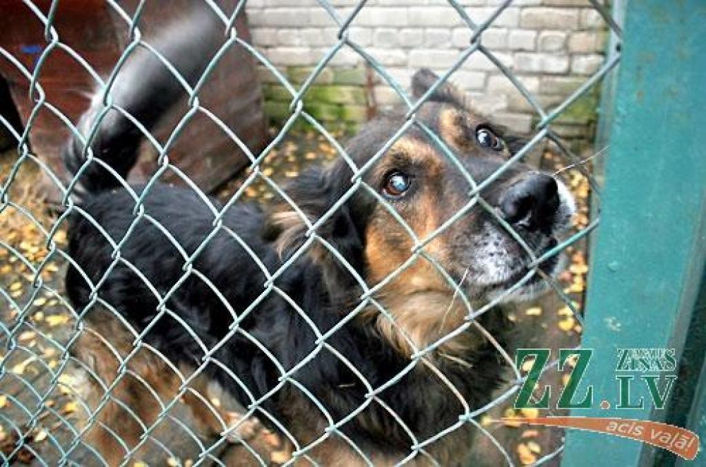 Autors: Agris Samcovs