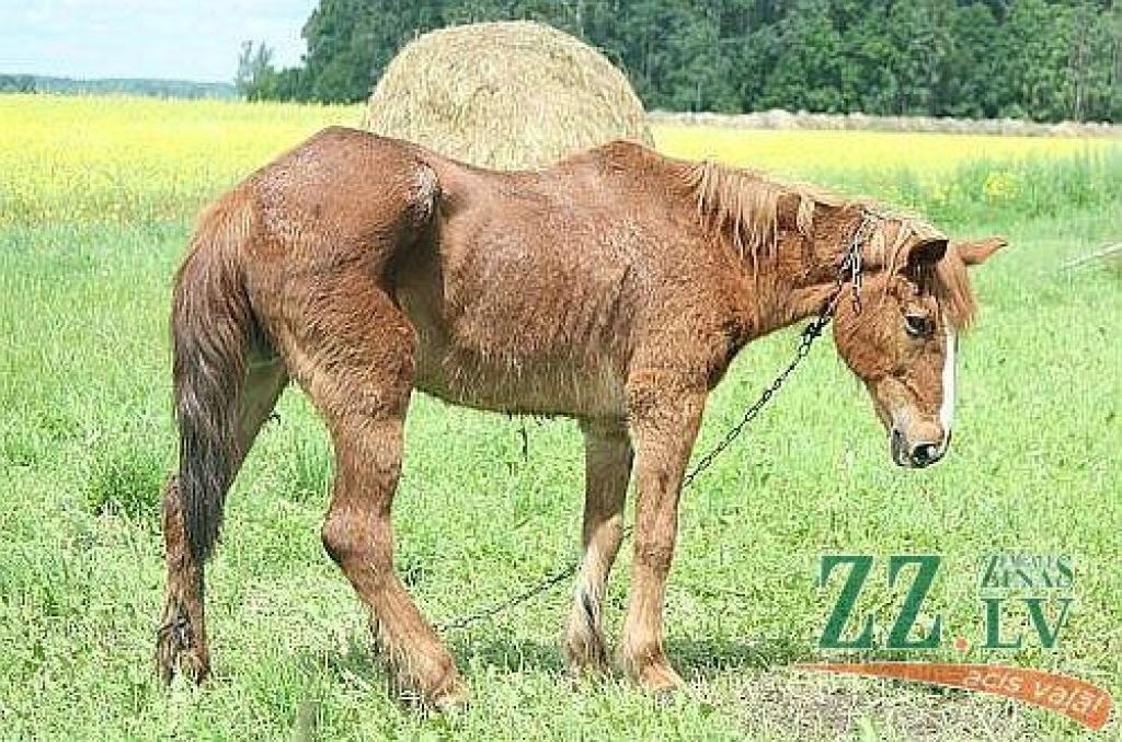 Autors: Agris Samcovs