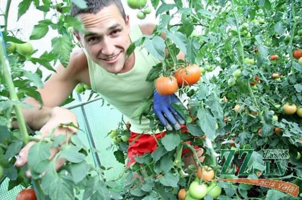 Ja, kāds stāsta, ka jaunie uz laukiem jāvelk ar varu un viltu, tad Guntis Undzēns no Lielvircavas ir pilnīgs pretstats. Viņš ir pārliecināts, ka no zemes un lauku sētas viņu ar mietu neaizdzīt. 
Autors: Agris Samcovs