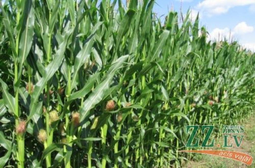 Autors: Zinta Gaile, LLU