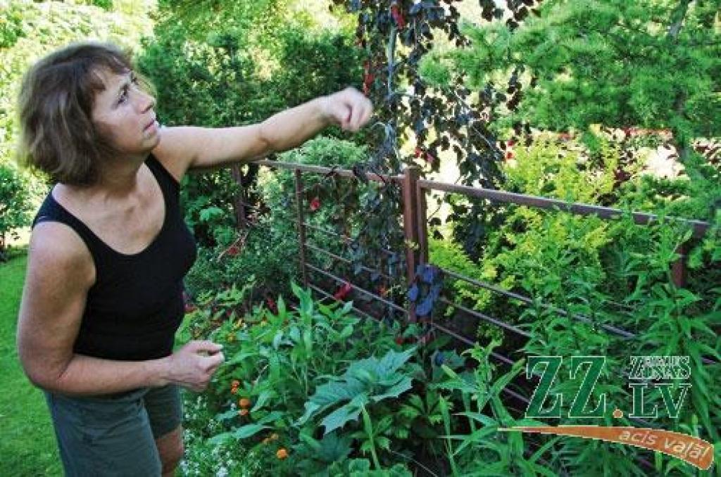 Indra Dombrovska teic, ka ķeburainās lapegles zariņi ir lielisks floristikas materiāls. Fonā – nokaru sarkanlapu dižskābardis, kam zari tomēr nepakam negrib liekties lejup.   
Autors: Agris Samcovs 