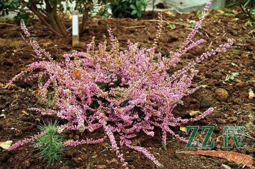 Autors: havefotos.dk