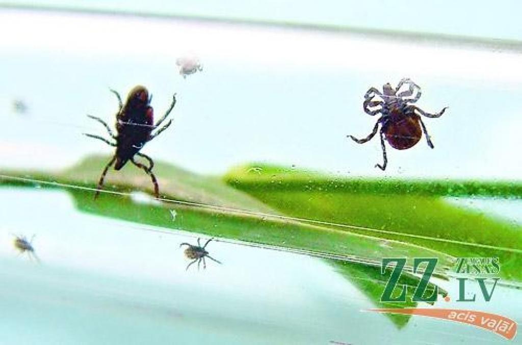 Autors: Agris Samcovs