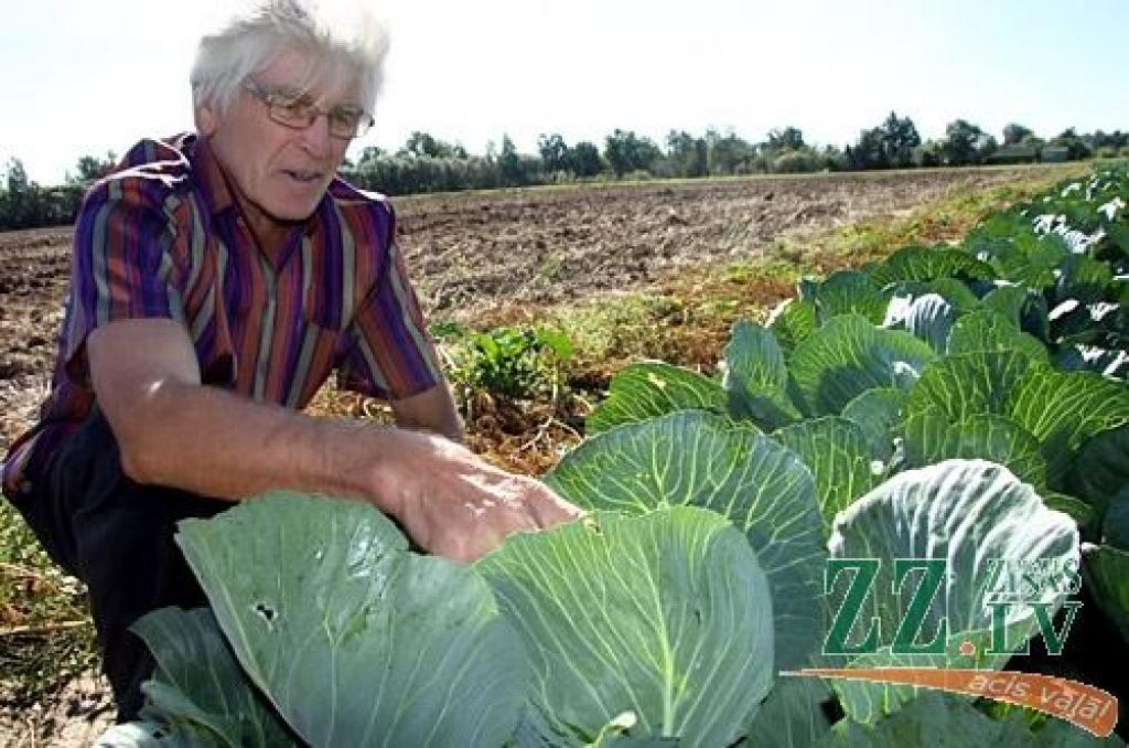 Galvenā cenu diktētāja ir Polija, un veikalu plauktos redzamie cipari ir tieši atkarīgi no tā, kādi laikapstākļi valdījuši tuvākajā dārzeņu audzēšanas lielvalstī un cik labi tur riesušās kāpostu galviņas un kā brieduši kartupeļi.
Autors: Agris Samcovs
